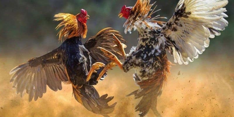 Kinh nghiệm chơi đá gà trực tuyến Kubet hiệu quả